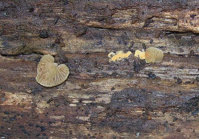 Nel  Regno  della  Jurana